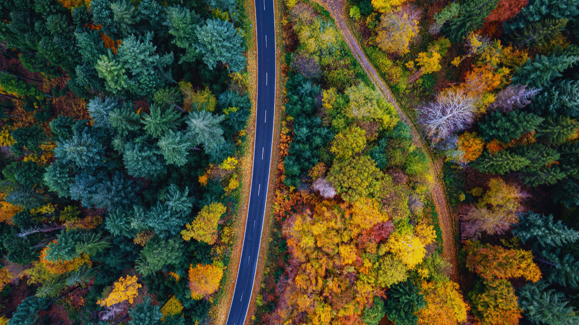 Forest Road